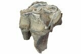 Fossil Woolly Rhino (Coelodonta) Tooth - Siberia #225183-1